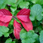 centered are a group of five red leaves surrounded by green leaves